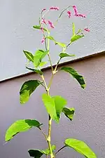 高さは2メートルにもなる。