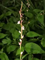 花序は茎先に偽総状に細長く伸び、ふつう花をまばらにつける。花柄の基部にある苞に短い縁毛がある。