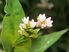 花冠に見える萼は5深裂し、下部は白色で上部はふつう淡紅色になる。