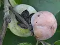 アメリカガキ（フロリダ州タンパにて）