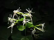 オヤリハグマ