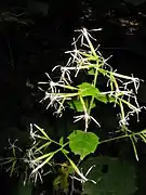 白い花冠裂片は線形で細長い。