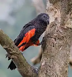 アラゲインコ