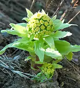 少し伸びた状態（雄株）