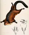 シロフムササビ Petaurista elegans