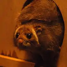 ホオジロムササビ(ムササビ)Petaurista leucogenys