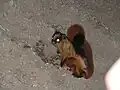 ホジソンムササビPetaurista magnificus