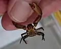 イソカニダマシ・腹面