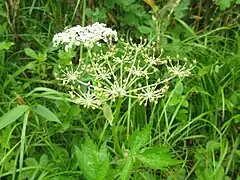 花序