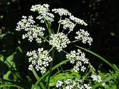 花序