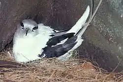シラオネッタイチョウ