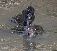 海に潜水して魚類を捕獲したヒメウ