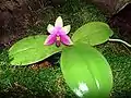 P. bellina茎が伸びず、少しずつ開花する。