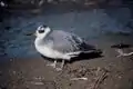 冬羽
