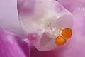 コチョウラン属(ラン科)の蕊柱の2個の花粉塊