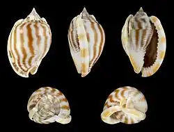 Phalium flammiferum 01