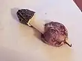 アカダマスッポンタケ