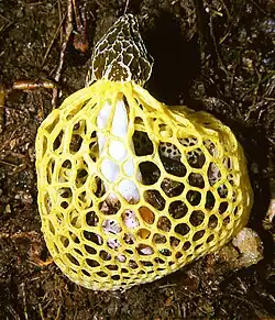 ウスキキヌガサタケ（Phallus luteus (Liou & H. Hwang) T. Kasuya）