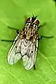 チャモントゲアシイエバエ Phaonia fuscata