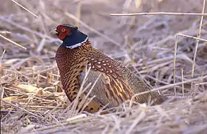 コウライキジ
