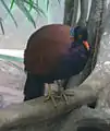 O. n. nobilis(ブロンクス動物園で撮影)