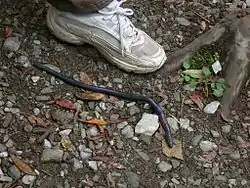 Pheretima sieboldi