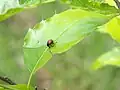 主脈に噛み傷を付ける。
