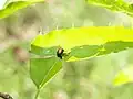 傷が大きくなると先端側が次第に垂れ下がる。