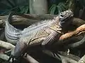 フィリピンホカケトカゲH. pustulatus