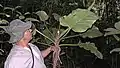 茎が立ち上がらない草本P. fragrantissimum