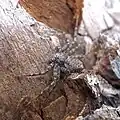 キハダエビグモ