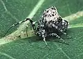 マツガエウズグモ・雌成体