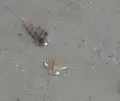半ば砂に潜っている