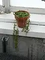 鉢植えの様子