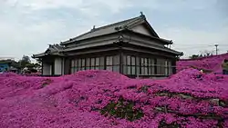 宮崎県新富町の個人宅を囲むシバザクラ