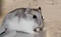 インペリアル