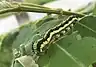 ベニモンオオキチョウの幼虫