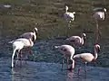 コフラミンゴ