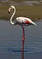 周辺に生息しているオオフラミンゴ
