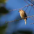 湾岸のジョウビタキ。