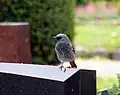 クロジョウビタキのオス