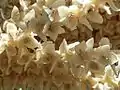 雄花