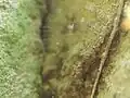 背面の様子・腹背の斑紋が見える