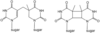 Photodimers