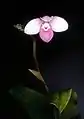 Phragmipedium schlimiiフラグミペディウム属