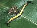 ヘリジロツケオグモ雌葉の上で獲物を待つ姿
