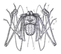 Phrynichus phipsoni