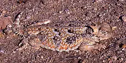 サバクツノトカゲ (Phrynosoma platyrhinos)