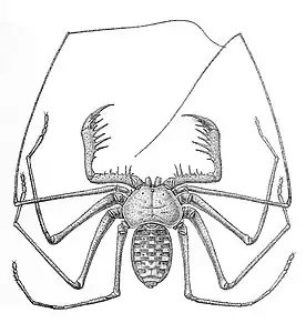 Phrynus tessellatus（ウデムシ目）