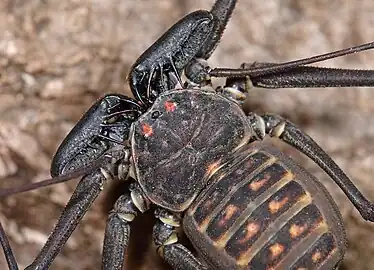 Phrynus whitei